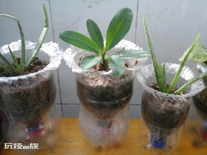 矿泉水瓶的用途都有哪些(用过的矿泉水瓶别再扔了)-图片2